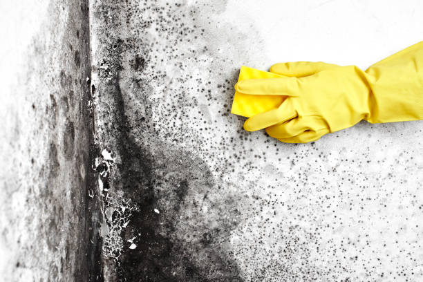 Best Toxic Mold Removal  in Hopewell, VA