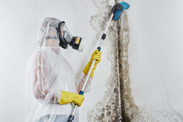 Best Commercial Mold Removal  in Hopewell, VA