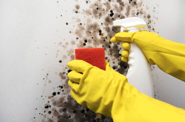 Best Home Mold Removal  in Hopewell, VA