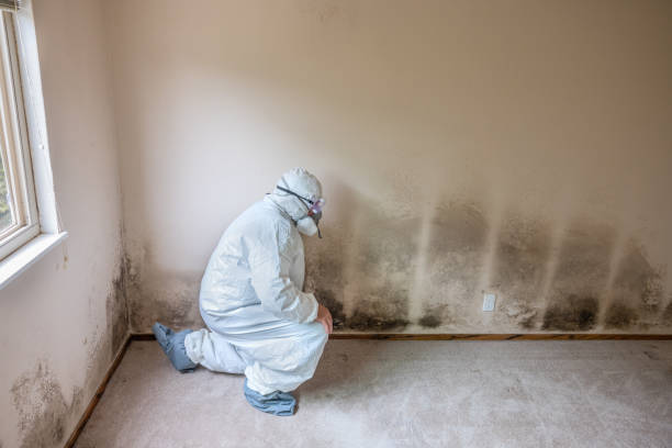Home Mold Removal in Hopewell, VA
