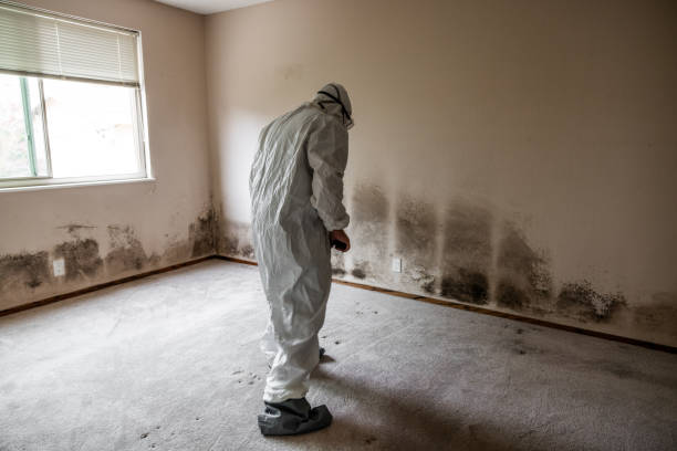 Reliable Hopewell, VA Mold Removal Solutions