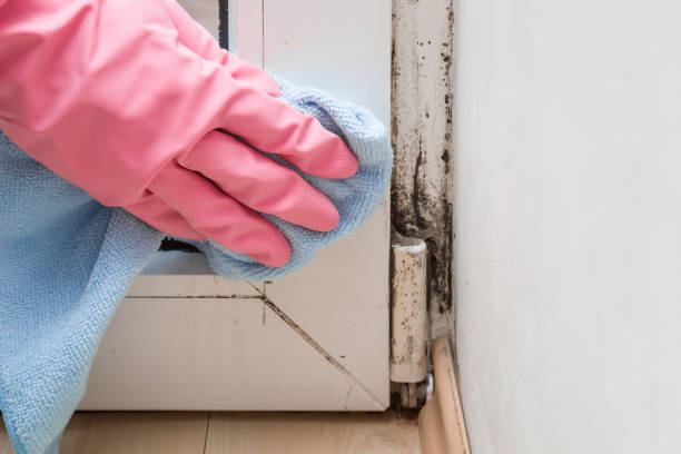 Best Mold Removal Near Me  in Hopewell, VA